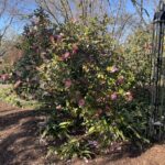 Camellia 17