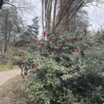Camellia 2