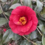 Camellia 3