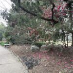 Camellia 4