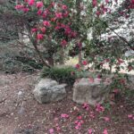 Camellia 5