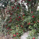 Camellia 6