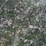Camellia 7