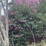Camellia 8