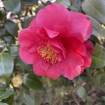 Camellia 9