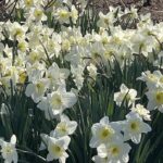 Daffodils