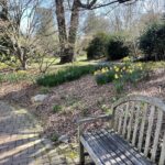 Daffodils 2