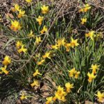 Daffodils 3