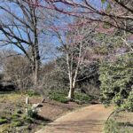 Eastern Redbud