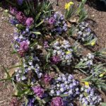 Hyacinth, Pansies, and Daffodils