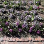 Hyacinth, Pansies, and Tulips