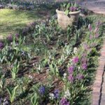 Hyacinth and Pansies