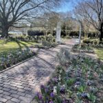 Hyacinth and Pansies 3