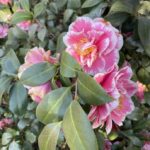 Hybrid Camellia