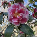 Hybrid Camellia 2