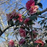 Hybrid Camellia 4