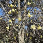 Hybrid Magnolia 2