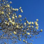 Hybrid Magnolia 3