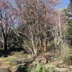 Lewis Ginter Botanical Garden 12