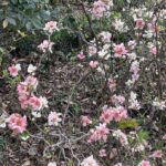 Lewis Ginter Botanical Garden 5