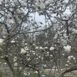 Lewis Ginter Botanical Garden 6