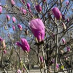 Magnolia 2