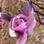 Magnolia 3