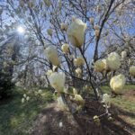 Magnolia denudata 2
