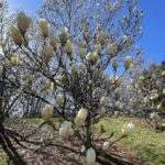 Magnolia denudata 3