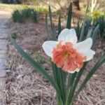 Narcissus 2