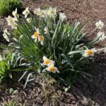 Narcissus 3
