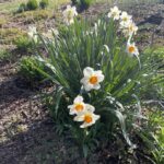 Narcissus 4
