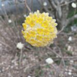 Paperbush