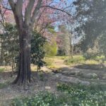 Path at Lewis Ginter Botanical Garden 2