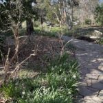 Path at Lewis Ginter Botanical Garden 3