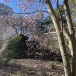 Saucer Magnolia 10