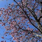 Saucer Magnolia 11