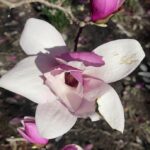 Saucer Magnolia 12