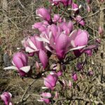 Saucer Magnolia 13