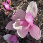Saucer Magnolia 14