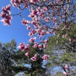 Saucer Magnolia 15