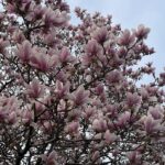 Saucer Magnolia