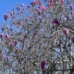 Saucer Magnolia 2