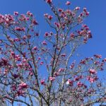 Saucer Magnolia 3