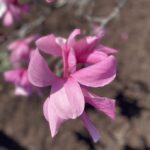 Saucer Magnolia 4