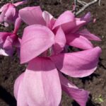 Saucer Magnolia 5