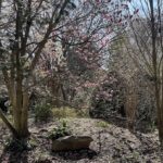 Saucer Magnolia 6