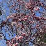 Saucer Magnolia 7