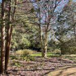 Saucer Magnolia 8