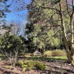 Saucer Magnolia 9